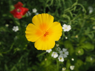 wilde blumen wiese mit Gräsern und gelber Blume