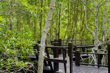 The wooden bridge walkway in mangrove forest at Pranburi Forest National Park, Prachuap Khiri Khan, Thailand