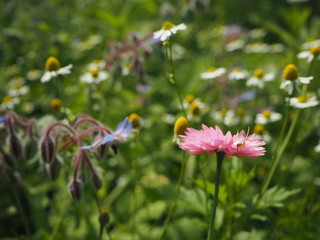 wilde blumen wiese mit Gräsern
