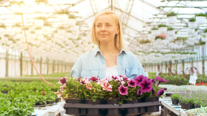Fototapeta premium Agricultural Engineer Holds Box with Flowers. She Happily Works in Sunny Industrial Greenhouse. Various Plants Growing Around Her.
