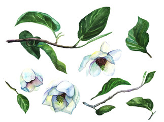 .Set of magnolia flowers isolated on white background. Watercolor illustration with a branch of a magnolia