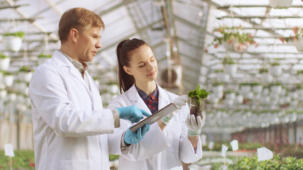 In the Industrial Greenhouse Two Agricultural Engineers Test Plants Health and Analyze Data with Tablet Computer.