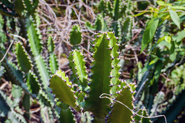 Green Cactus closeup. Green San Pedro Cactus, thorny fast growing hexagonal shape Cacti perfectly close captured in the desert