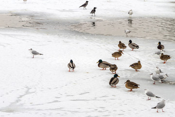 Flock of birds resting on a frozen lake