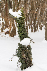 Green ivy leaves in during winter season