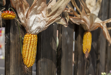 Yellow corn beans cobs © George Serban