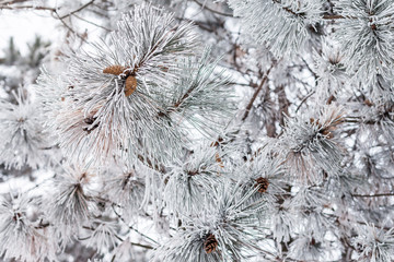 Rime on trees in a sunny winter day