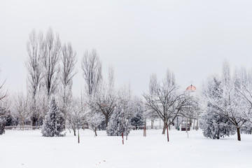 Fototapeta premium Rime on trees in a sunny winter day
