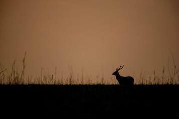 Black silhouette, Hog deer or deer with beautiful heather in the meadow.