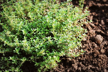 Closeup lemon thyme leaves from the herb garden. Thymus citriodorus or lemon thyme or Citrus thyme