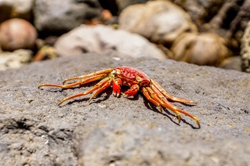 crab on a rock