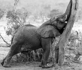 Young wet elephant reaching up and scratching his trunk on a tree,in black and white. Masai Mara, Kenya, Africa
