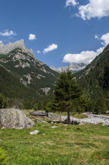 Italia: un abete gigante e sullo sfondo le montagne della Val di Mello, una valle verde circondata da montagne di granito e boschi, ribattezzata la Yosemite Valley italiana dagli amanti della natura