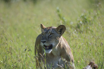 Lioness, ( Panthera leo ), looking left, standing in green grass, with teeth showing and just showing dead inpala from an earlier kill. Masai Mara, Kenya, Africa