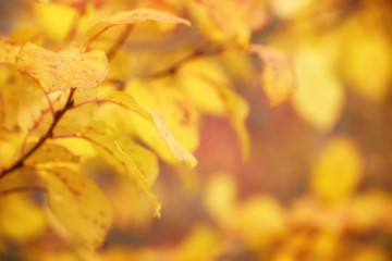 Autumn Golf Leaves with Beautiful Nature Bokeh Background