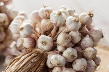 garlic with white background.