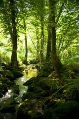 Gertelbacher Wasserfälle - Bühlertal - Schwarzwald 