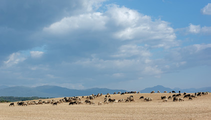 Fototapeta na wymiar troupeau de moutons dans la plaine orientale Corse