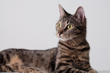 Obraz premium cat portrait