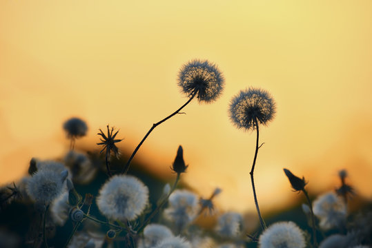 Delicate fluffy dandelion flowers in the light of the setting sun. Natural yellow background.

