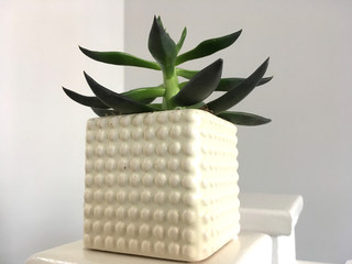 Green Succulent Plant In White Plant Pot