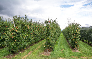 Fototapeta na wymiar Apple orchard in South Tyrol, Italy