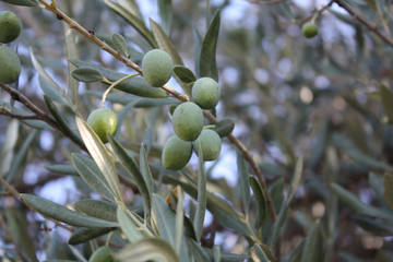 olive tree