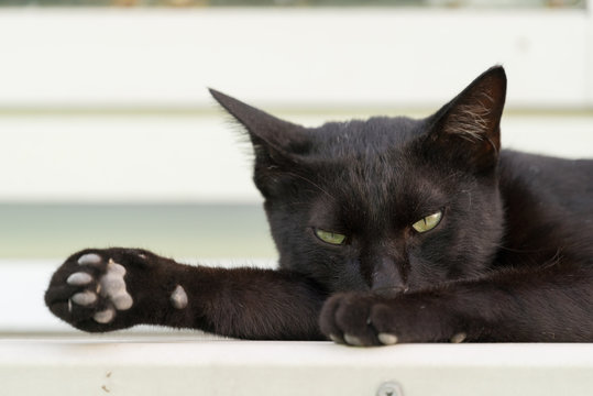 睡魔と戦う黒猫