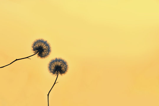 Delicate fluffy dandelion flowers in the light of the setting sun. Natural yellow background.
