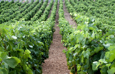 Perfectly cultivated vineyard in summer