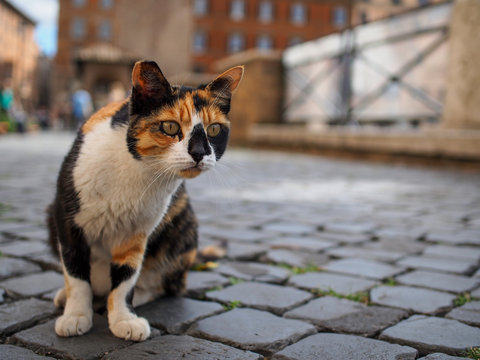 street cat in Rome