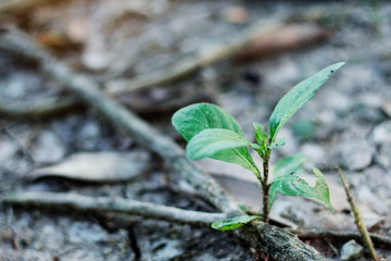 Plant growing on roots.