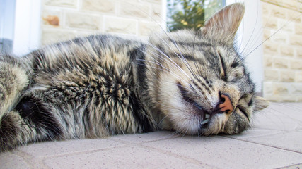 Cat laying on ground, sleeping and showing teeth in a hot day. House background