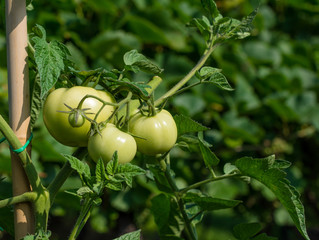 Bunch of green tomatoes surrounded by green leaves.