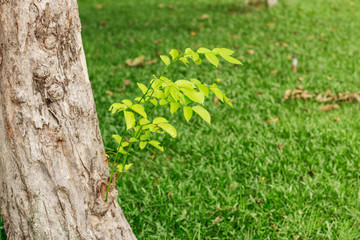 tree is growing in park.