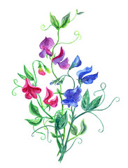 Bouquet of sweet peas, watercolor isolated on a white background with a clipping path.