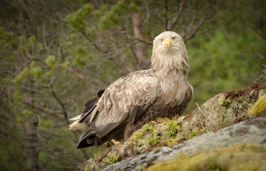 Male White Tailed Eagle