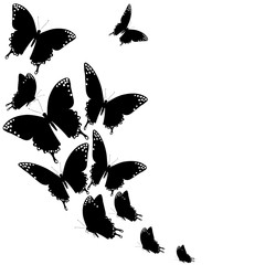 black butterfly, isolated on a white
