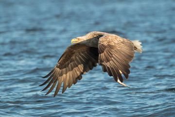 Hunting White Tailed Eagle.