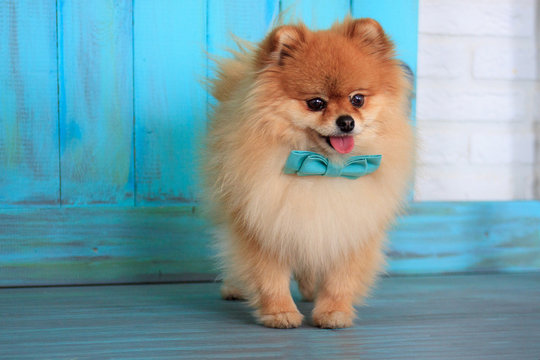 Beautiful pomeranian puppy in a blue bow tie.