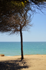 Fototapeta na wymiar Sunny beach along the sandy coast over blue sky background. Natural landscape outdoors horizon scenic coastline