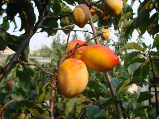 Apricots on the tree