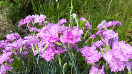 Dianthus blooms in the garden