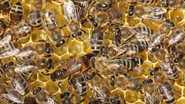 Life and reproduction of bees.
Queen bee lays eggs in the honeycomb.
