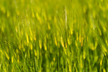 Barley grain is used for flour,bread,  beer, some whiskeys, some vodkas, and animal fodder