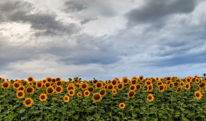Sunflowers field 9