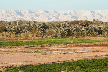 Fields at Dahla oasis, Egypt.