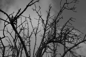 Ramas de un gran árbol muerto. La fotografía está en blanco y negro.