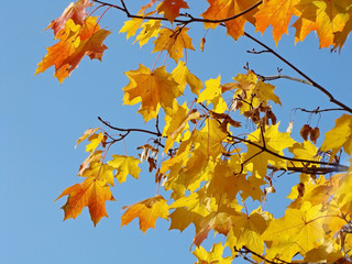 Autumn leaves on blue sky background