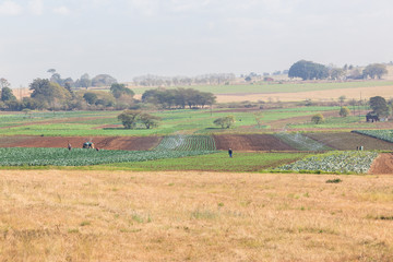 Fototapeta premium Farming Vegetables Landscape
